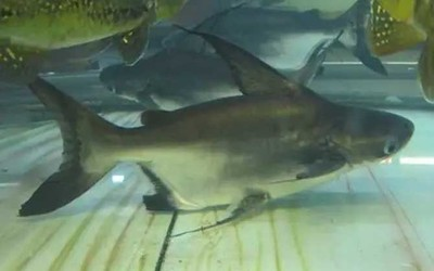 龍魚下嘴唇爛了怎么治好的：龍魚下嘴唇爛了怎么治好，全面解析與應(yīng)對策略