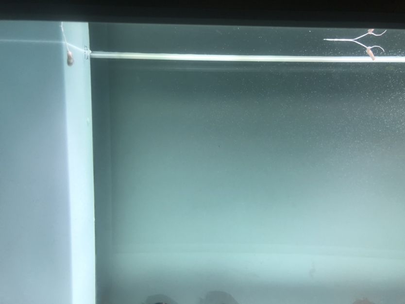 魚缸可以用led燈嗎（魚缸用led燈能代替太陽光照嗎）