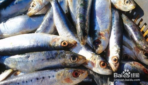 龍魚適合用什么燈（龍魚用什么燈最好）