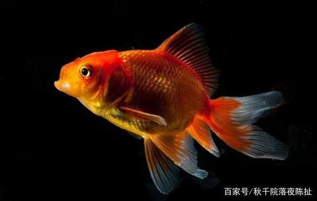 金龍魚好養(yǎng)不好養(yǎng)怎么辦呢，養(yǎng)殖金龍魚需要注意水質(zhì)管理、水質(zhì)管理、水質(zhì)管理措施