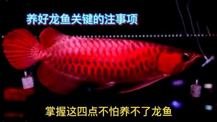 龍魚入門，澳洲星點龍魚飼養環境布置技巧，龍魚飼養環境的布置技巧