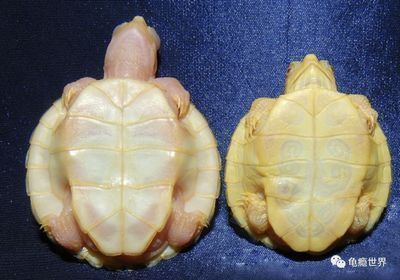 石家莊龍魚祥龍魚場電話 石家莊龍魚祥龍魚場電話 龍魚百科 第1張