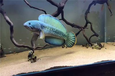 雷龍魚體長，關于雷龍魚體長的一些詳細信息