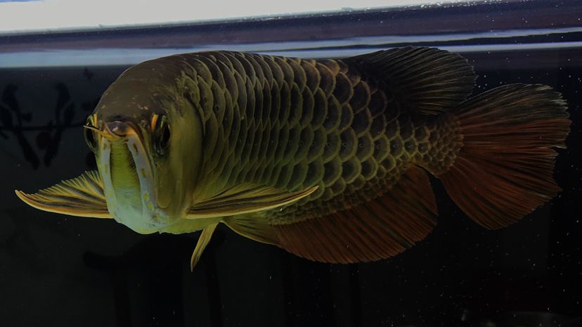 浮法玻璃做魚缸（浮法玻璃做魚缸結實嗎）