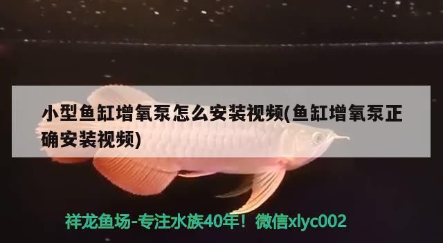 魚缸陽光直射怎么解決問題呢視頻（魚缸陽光直射怎么解決問題呢視頻講解）