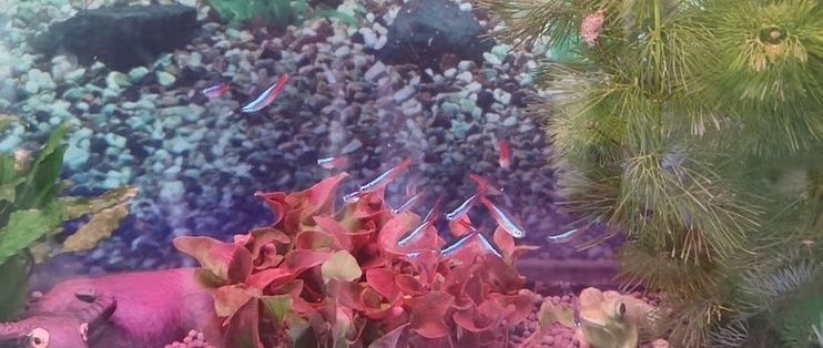 榆林觀賞魚交流群 榆林市觀賞魚批發市場