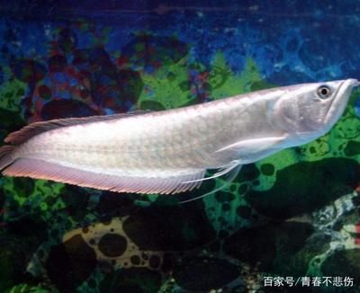 巴卡雷龍魚常見疾病預防（巴卡雷龍魚日常護理技巧）