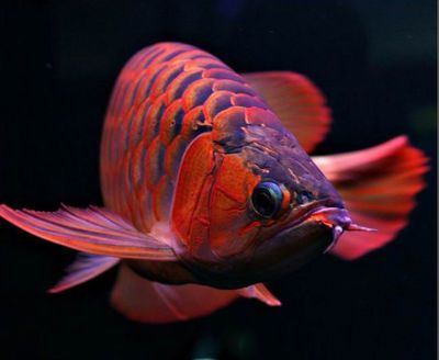 買(mǎi)紅龍魚(yú)的日記三年級(jí)上冊(cè)作文怎么寫(xiě)，三年級(jí)作文：買(mǎi)紅龍魚(yú)的一天