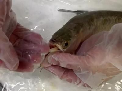 龍魚兜嘴太嚴重怎么做手術（龍魚兜嘴手術）