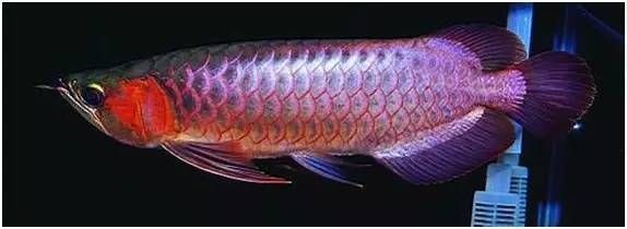 龍魚幾種顏色好看，關于龍魚顏色的一些詳細介紹