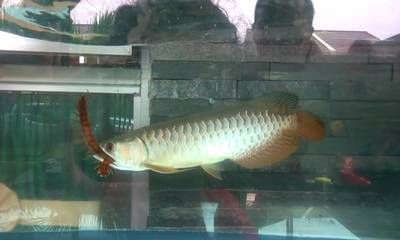 龍魚咬人不：如何判斷龍魚咬人后的急救措施，防止龍魚誤傷手指的方法