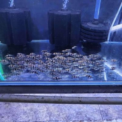 七星系地圖魚品種特點，七星系地圖魚的一些品種特點