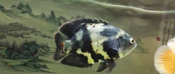 七星系地圖魚品種特點，七星系地圖魚的一些品種特點