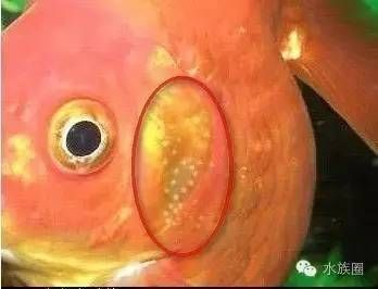 金龍魚怎么辨別雌雄的方法，金龍魚性別鑒定的最佳年齡