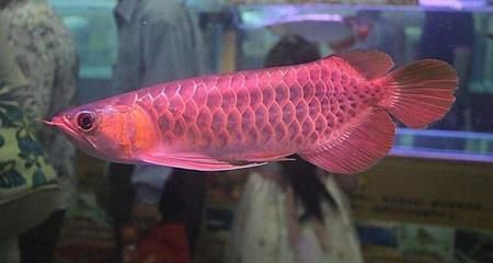 海水魚紅龍幼魚：紅龍海水魚飼養方法