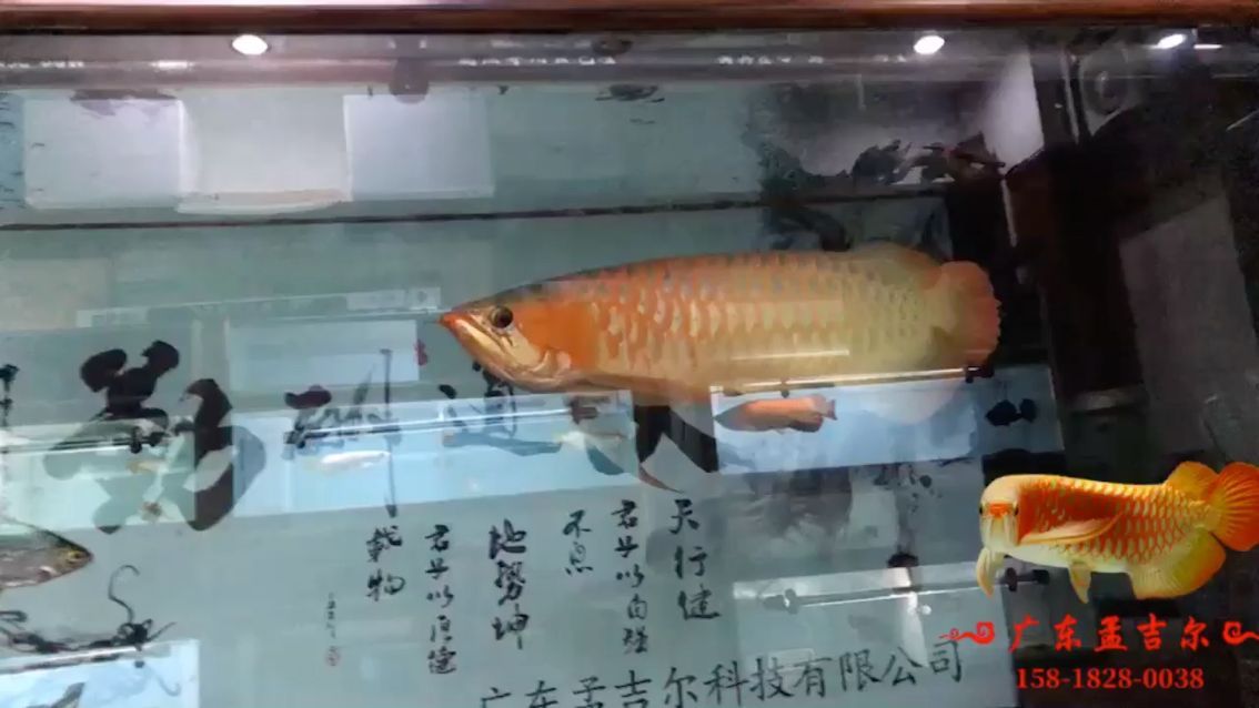 魚缸氧氣泵燒了怎么辦（魚缸氧氣泵不工作是什么情況）