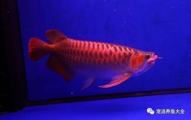 龍魚怎樣才能增色快些呢，關于龍魚增色的方法