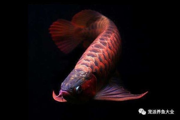 龍魚怎樣才能增色快些呢，關于龍魚增色的方法