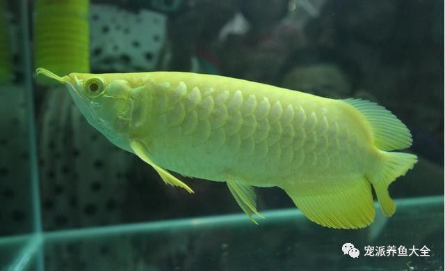 龍魚怎樣才能增色快些呢，關于龍魚增色的方法