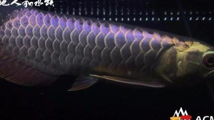 龍魚(yú)缸用什么過(guò)濾材料最好用：養(yǎng)龍魚(yú)時(shí)可以選擇多種過(guò)濾材料進(jìn)行搭配使用以下幾點(diǎn)