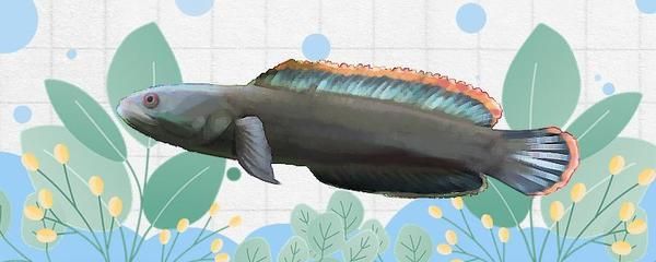雷龍魚屬于冷水魚嗎，雷龍魚的日常飼養(yǎng)技巧