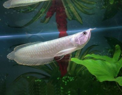 龍魚的品種價格排行，龍魚價格一般多少錢一條