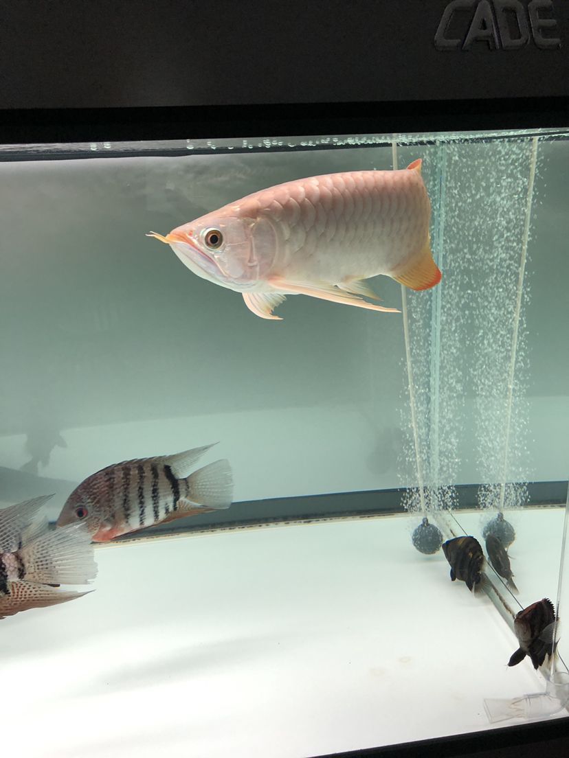 陽(yáng)臺(tái)玻璃魚缸制作方法視頻教學(xué) 陽(yáng)臺(tái)玻璃魚池制作過(guò)程