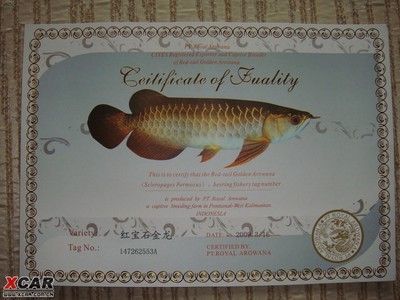 龍魚芯片號碼怎么查詢，如何查詢龍魚芯片號碼