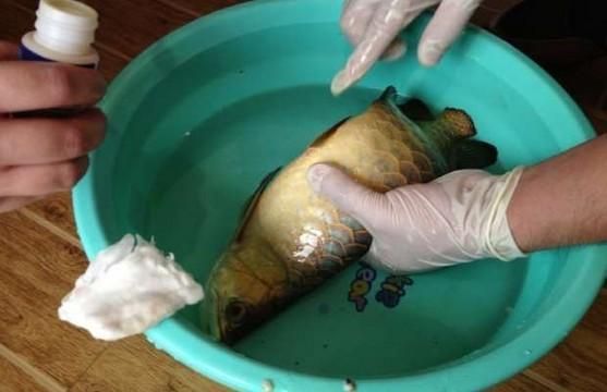 龍魚麻醉方法圖解大全，關于龍魚麻醉方法的詳細解釋和步驟