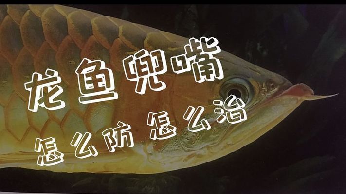 龍魚喂多了會兜嘴嗎，龍魚兜嘴的早期預防措施，