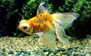 金色的金龍魚，關(guān)于金色金龍魚的介紹
