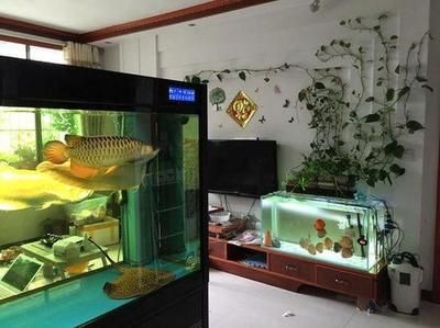 金龍魚哪里的品種最好