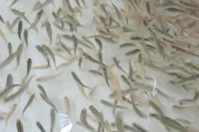 熱帶魚缸用什么底砂（熱帶魚缸用什么底砂比較好）