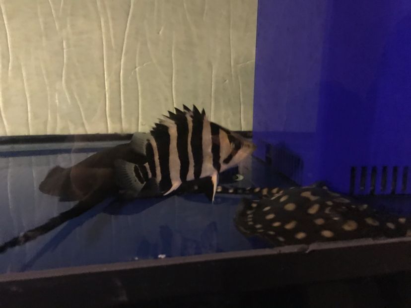 魚缸搬運費用多少合適 專業搬魚缸是怎么搬的 龍魚百科 第3張 魚缸搬運費用多少合適 專業搬魚缸是怎么搬的 魚缸搬運費用多少合適 專業搬魚缸是怎么搬的 龍魚百科 第3張