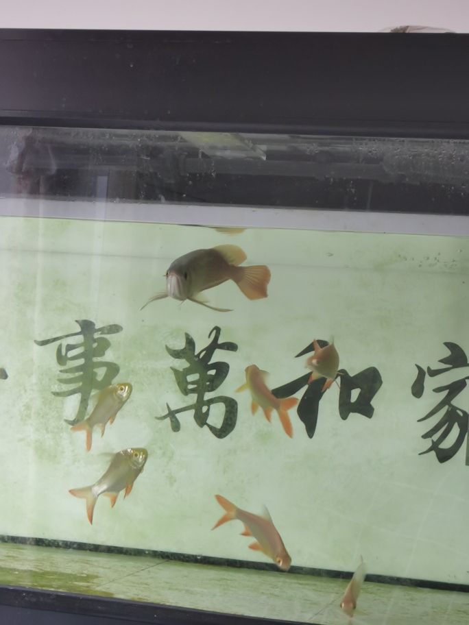 龍魚拉白色透明長條粑粑是什么 龍魚拉白色透明長條粑粑是什么原因
