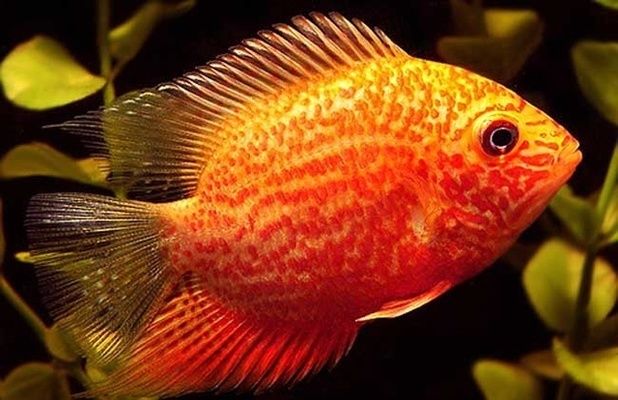 龍魚一個月不吃東西沉底是什么原因（ 龍魚一個星期不吃東西怎么辦）