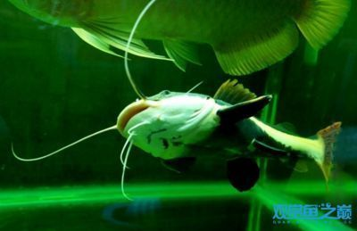 龍魚和招財貓混養，混養龍魚招財貓的注意事項