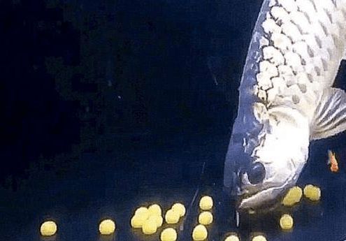 金龍魚吃魚卵（如何提高金龍魚繁殖成功率）