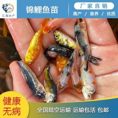 曼龍魚能與孔雀魚混養(yǎng)嗎（ 曼龍魚能與孔雀魚混養(yǎng)嗎）