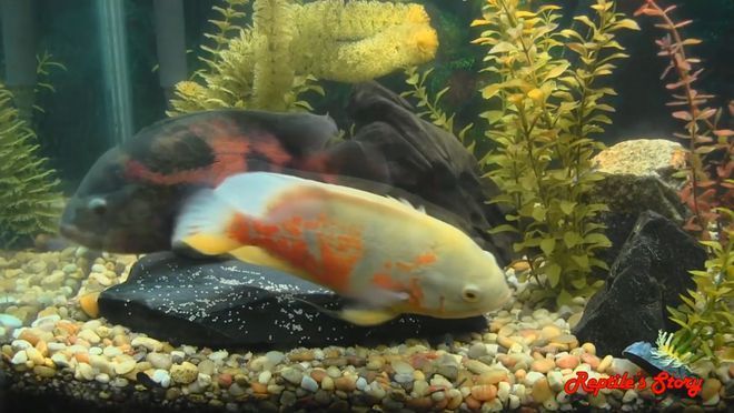 附近二手魚缸大連專賣店地址（大連舊魚缸回收）