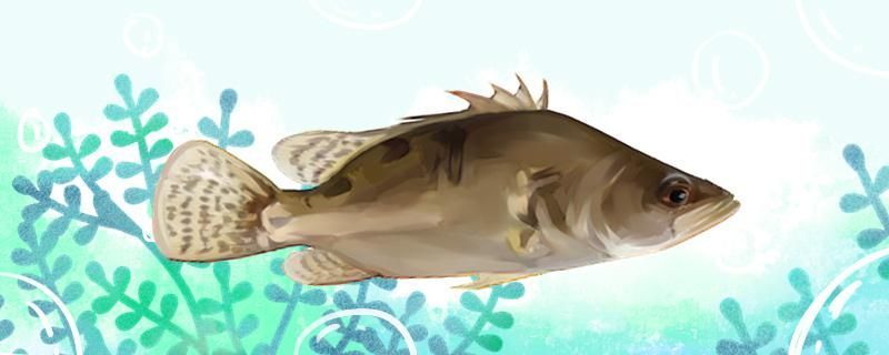 淮安魚缸批發市場在哪里進貨便宜點（淮安水族市場在哪里）