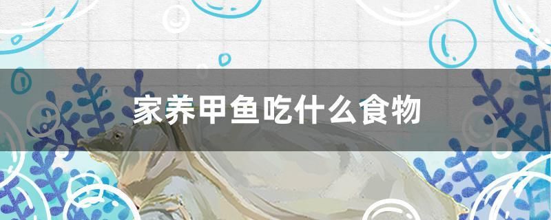 四方魚缸養魚好嗎圖片大全大圖（四方魚缸養魚好嗎圖片大全大圖視頻）