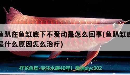 怎么讓龍魚不掉眼睛呢：守護龍魚明眸，全方位攻略，讓愛魚遠離掉眼困擾