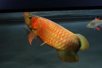 金龍魚用紅色燈可以嗎，金龍魚養殖中燈光的選擇