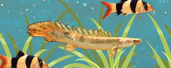 能與雷龍魚混養，如何判斷雷龍魚領地意識強弱,雷龍魚混養魚缸空間要求