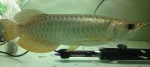 龍魚芯片怎么查詢是否正品，龍魚芯片的真?zhèn)尾樵? title=