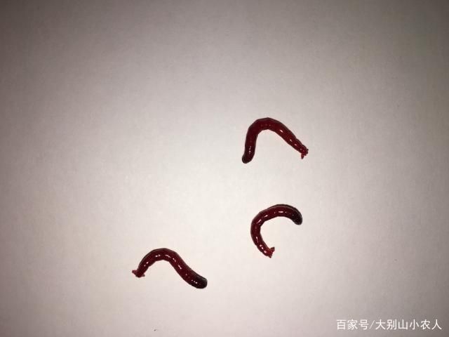 魟魚活餌處理方法詳解（飼養(yǎng)魟魚時，活餌是常見的食物之一但為了確保魟魚的健康至關重要）
