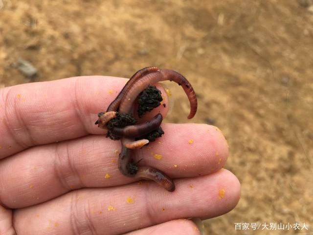 魟魚活餌處理方法詳解（飼養(yǎng)魟魚時，活餌是常見的食物之一但為了確保魟魚的健康至關重要）