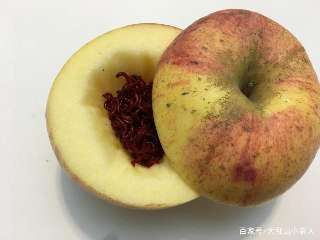 魟魚活餌處理方法詳解（飼養(yǎng)魟魚時，活餌是常見的食物之一但為了確保魟魚的健康至關重要）