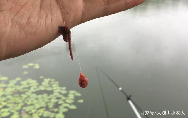魟魚活餌處理方法詳解（飼養(yǎng)魟魚時，活餌是常見的食物之一但為了確保魟魚的健康至關重要）